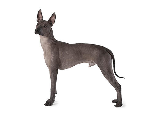 Mexican hairless dogs for sale best sale